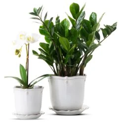 Berry & Thread Planter & Saucer II 7 Berry & Thread Planter & Saucer II -Outdoor Home Shop Product 810034834126 Image 3