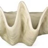 48" Giant Clam, Antiqued Stone -Outdoor Home Shop Product HQV10247 Image 1