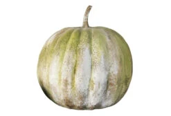 37" Pumpkin, White Moss