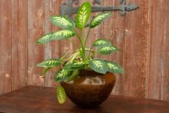 Antique English Copper Pot 13 Antique English Copper Pot -Outdoor Home Shop vmf vendor KWY 4889964 1601326290201 535191